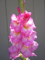 gladiolas at the center for cognitive therapy huntington beach
